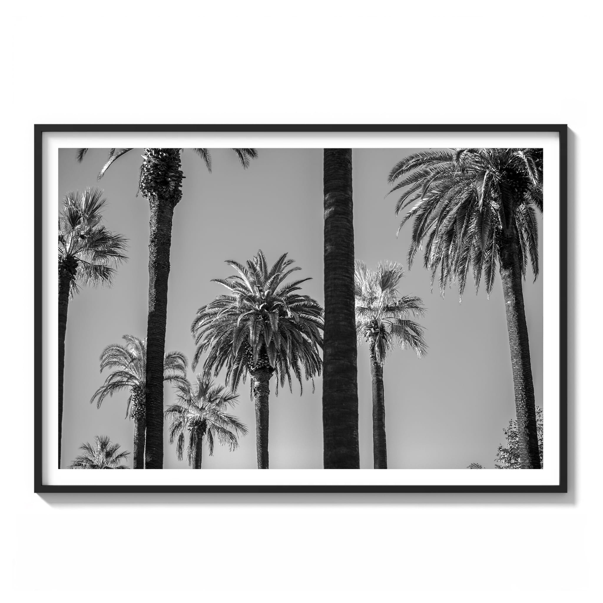 Framed black and white photograph of tall palm trees at varying heights against a flat sky in Los Angeles.