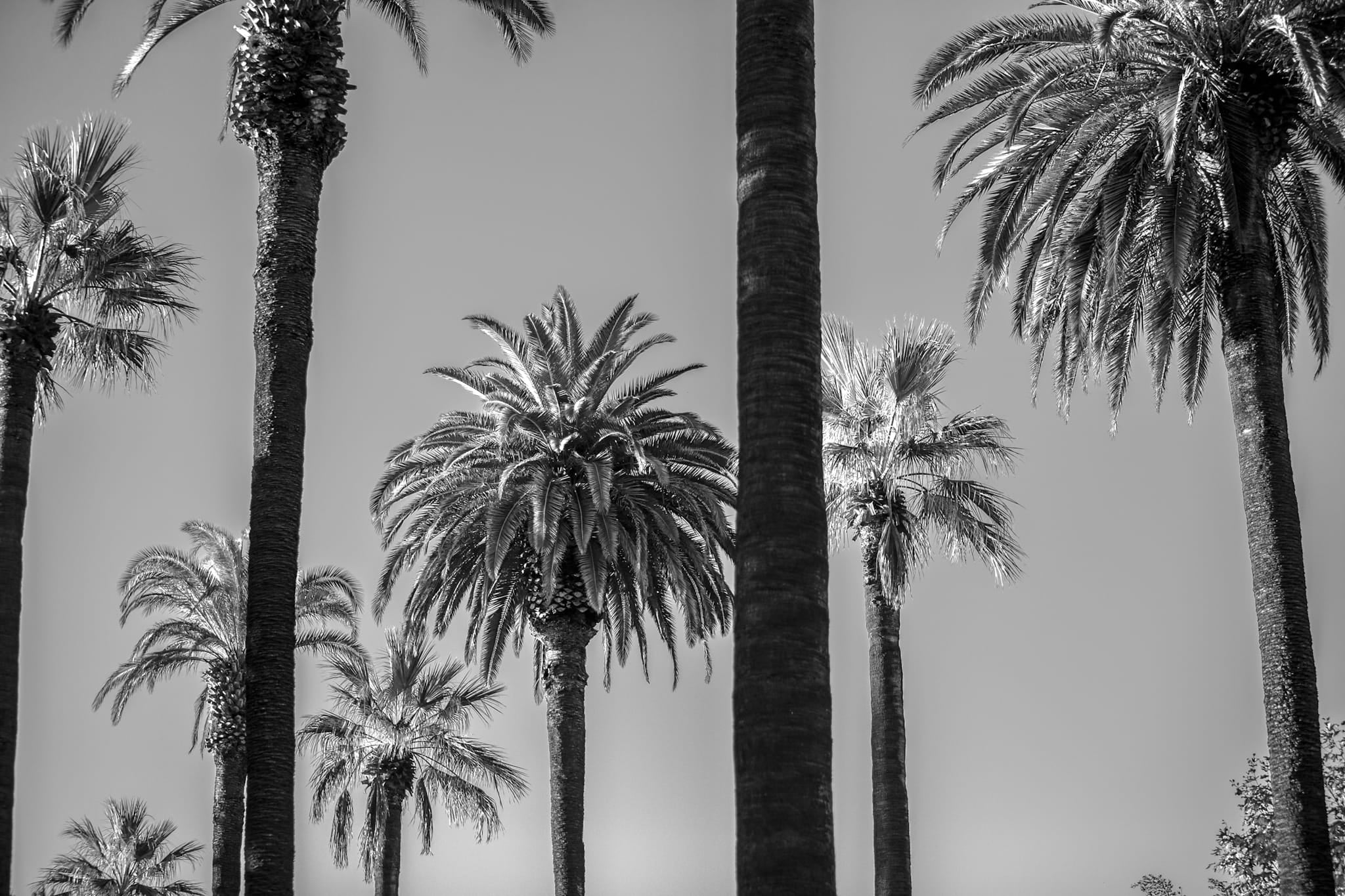 Black and white photograph of tall palm trees at varying heights against a flat sky in Los Angeles.