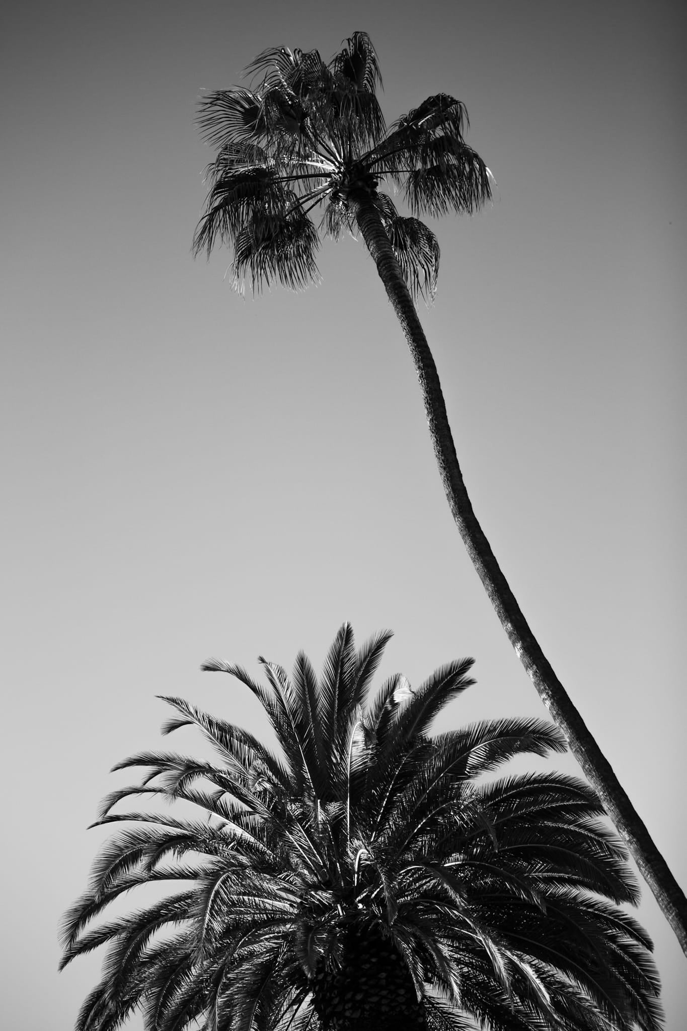 Black and white photograph of two palm trees in Malibu, one leaning dramatically against a clear sky.