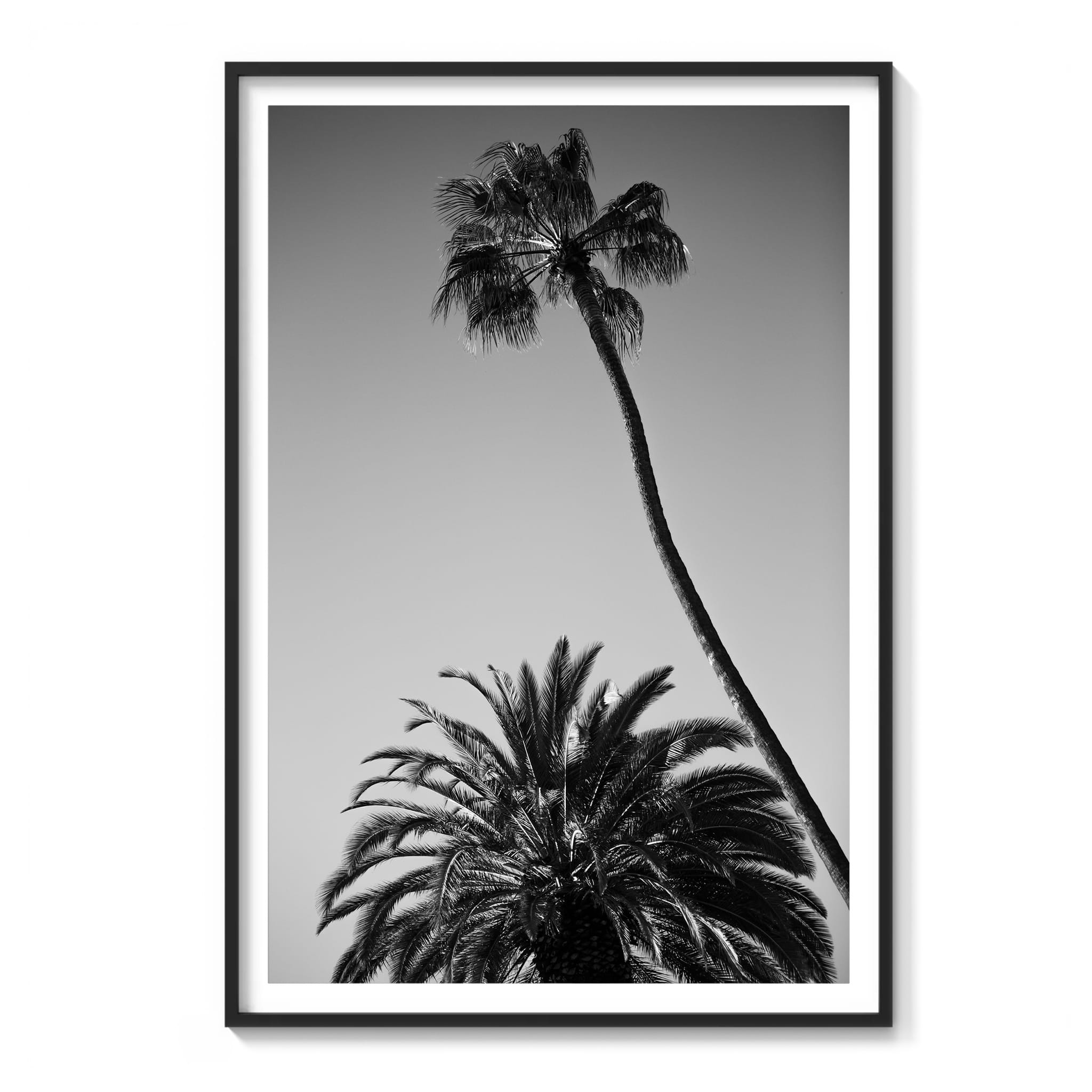 Framed black and white photograph of two palm trees in Malibu, one leaning dramatically against a clear sky.