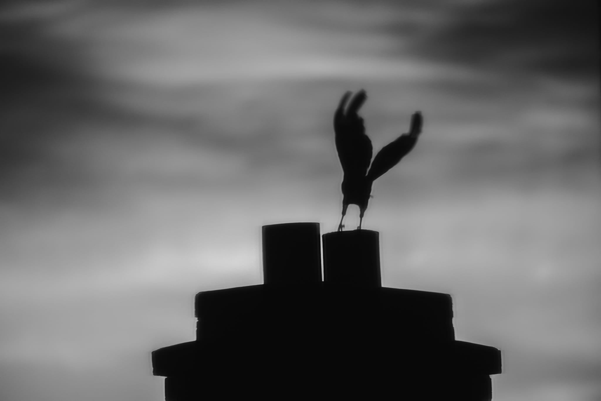 Black and white photograph of a bird in flight silhouetted against a moody dusk sky above a chimney in Sydney.