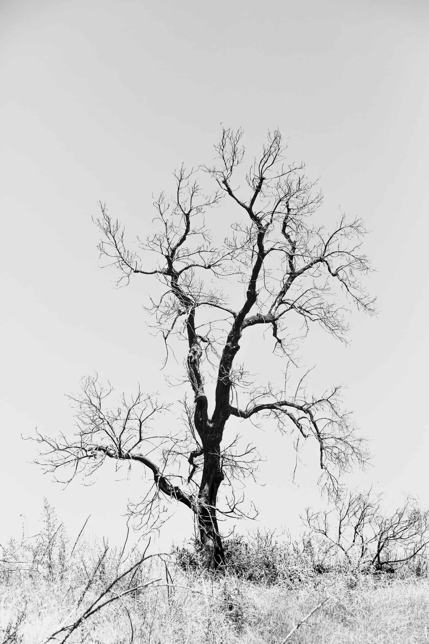 Black and white photograph of a bare, gnarled tree against a flat sky in the Malibu hills.