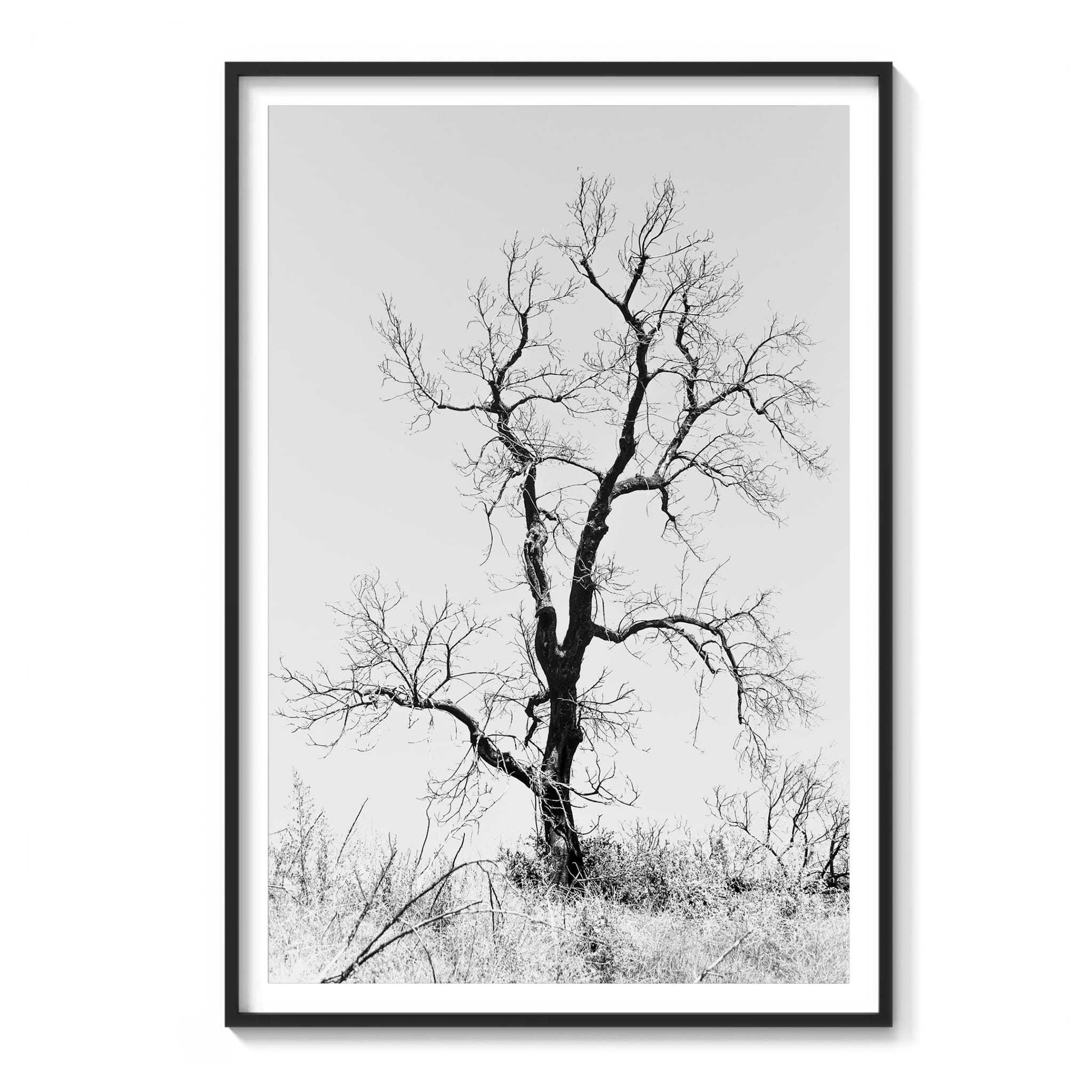 Framed black and white photograph of a bare, gnarled tree against a flat sky in the Malibu hills.